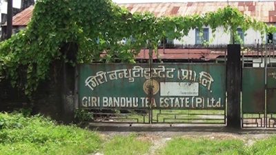 गिरीबन्धुका चिया मजदूरले पाएनन् पारिश्रमिक