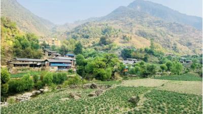भाँगो र आलुसँग चामल साटेर गुजारा गर्दै बागलुङको रमुवाका बासिन्दा