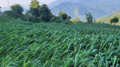 वर्षासँगै आएको हुरीले मकै बालीमा ठूलो क्षति