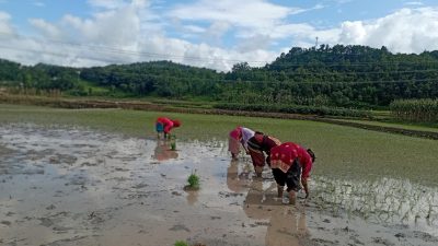 मुलुकभर ३८ प्रतिशत रोपाइँ सम्पन्न