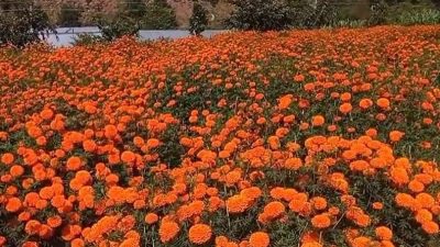 सयपत्री फूल बिक्री गरेर लाखौं आम्दानी