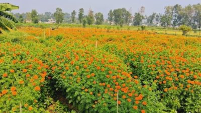 फूलखेतीको माग बढेपछि किसान व्यवसाय प्रति आकर्षित