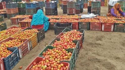 गाेलभेडाकाे मुल्य हालसम्मकै उच्च