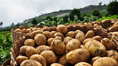 चितवनमा १० प्रकारका आलुको अध्ययन