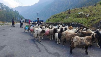 हिमाली भेगबाट चिसो छल्न बेसी झरे भोटे