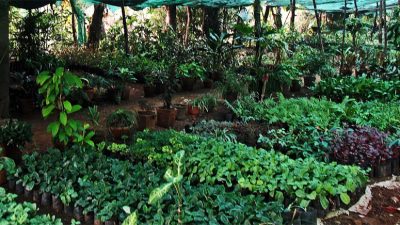 सागसब्जीका बेर्ना बेचेर वार्षिक २६लाख आम्दानी