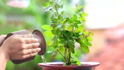 आज हरिशयनी एकादशी, तुलसीको बिरुवा सारिँदै