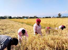 दशैमा धान भित्याउन किसानहरुलाई चटारो